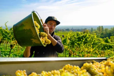 Weinlese (© Timo Melk)