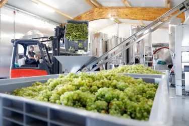 Eine moderne Weinproduktion mit grünen Trauben in großen Kisten. Im Hintergrund ist eine Maschine und ein Gabelstapler zu sehen.