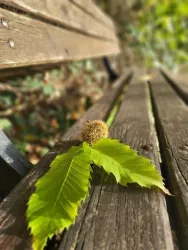 Kleine Kastanie (© Martina Schnitzer-Stumpf)