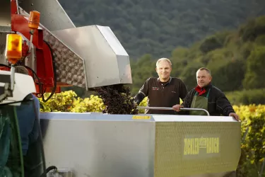 Bei der Weinlese (© Weingut Hubert Müller)