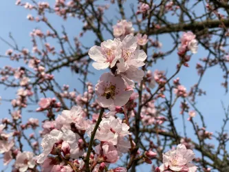 Biene an Mandelblüte (© Wein- und Sektgut Immengarten Hof)