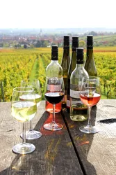 In den Weinbergen (© Weingut Groß)