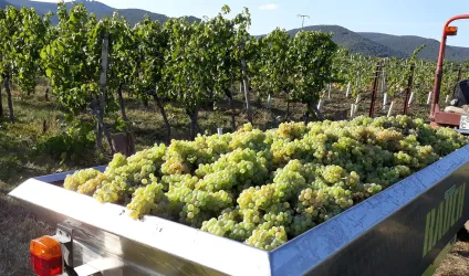 Traubenwagen (© Weingut Bruno Schreieck)