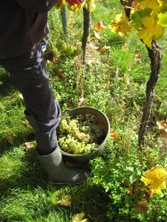 Handlese Riesling (© Weingut Bruno Schreieck)