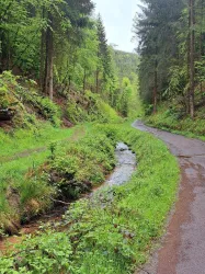 Ein malerischer Waldweg umgeben von grünen Bäumen und frischem Gras. Ein kleiner Bach fließt entlang des Weges.