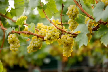 Eine Traube mit reifen, gelben Trauben hängt an einem Weinstock. Die grünen Blätter umrahmen die Früchte und schaffen eine frische Atmosphäre.