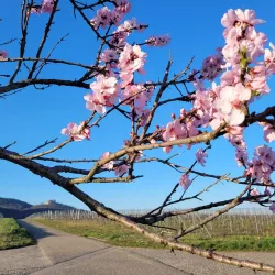 Mandelblüte