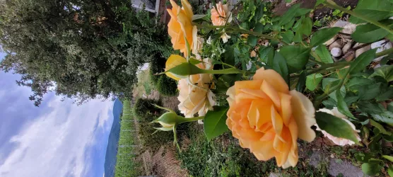 Rosen im Garten