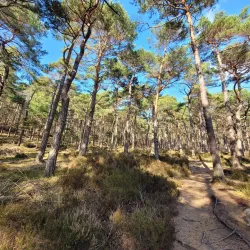 Pfälzer Wald hoch zum Kalmit