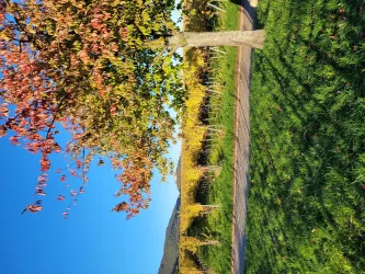 Herbststimmung Wingert