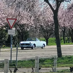 Mandelblüte