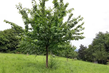 Streuobstwiese (© Norman Krauß)