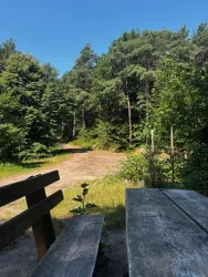 Ein Holzbank mit Tisch in einem ruhigen Waldgebiet. Die Sonne scheint und der Himmel ist klar blau.