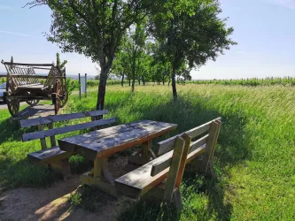 Rastplatz am Leiterwagen (© Büro für Tourismus Maikammer)