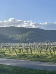 Eine malerische Weinlandschaft mit Reihen von Weinreben und sanften Hügeln im Hintergrund. Der Himmel ist blau mit einigen Wolken.