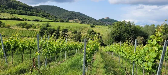 Ein malerischer Weinberg mit üppigen Reben. Im Hintergrund steht eine alte Burg auf einem Hügel unter einem klaren Himmel.