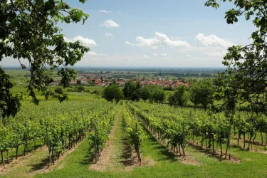 Drei junge Erwachsene spazieren entspannt auf einem Weg in der Natur. Sie halten jeweils eine Flasche in der Hand und genießen die Abendstimmung.