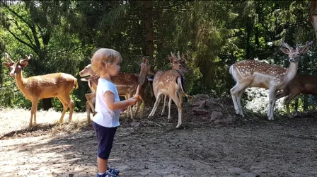 Kind bei den Rehen