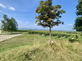 Picknickplatz "Liebsinsel" Essingen (6)