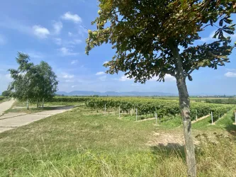 Picknickplatz "Liebsinsel" Essingen (2)
