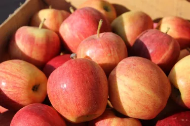 Äpfel (© Hof Sonnenfeld, Schaurer)