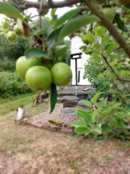 Grüne Äpfel hängen an einem Baumzweig. Im Hintergrund ist eine kleine Sitzecke mit einem Stuhl und einem Tisch zu sehen.