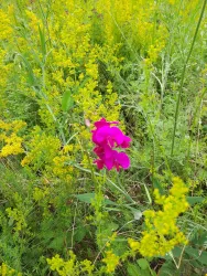 Orchideen in der Erdekaut