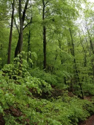 Buchenlaub im April (© Petra Weißgerber-Bolz)