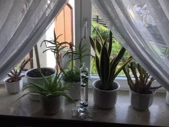 Blumenfenster im Speisezimmer