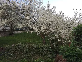 Kirschblüte im Kirschpark_1 (© Petra Weißgerber-Bolz)