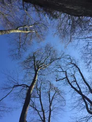 Pfälzerwald (© Petra Weißgerber-Bolz)