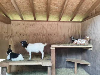 Vier Ziegen in einem Stall, zwei sitzen auf Holzregalen und zwei auf dem Boden. Der Stall hat eine Holzstruktur und Heu liegt auf dem Boden.
