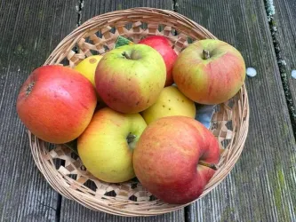 Ein Korb voller frischer Äpfel in verschiedenen Farben. Die Äpfel liegen auf einem Holzuntergrund.