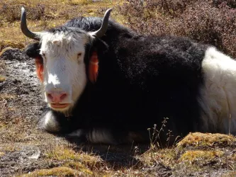 Yak in Nepal (© Dr. Matthias Kroner)