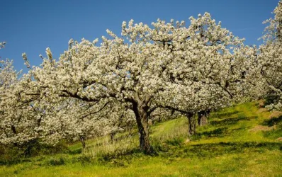 Blühende Obstbäume in einer grünen Wiese unter klarem blauen Himmel. Die Bäume sind mit vielen weißen Blüten bedeckt.