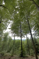 Ein Wald mit hohen Bäumen und dichtem Grün. Der Himmel ist leicht bewölkt und der Boden ist mit Sträuchern bedeckt.