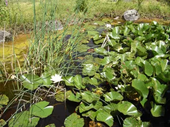 Teich