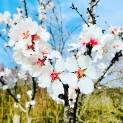 Mandelblüte