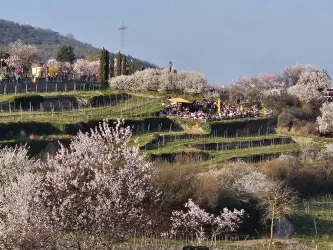 Sicht auf KL-Pavillon blühend Kopie