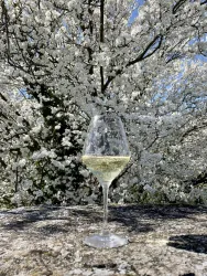 Ein Glas Weißwein steht auf einer Steinoberfläche vor blühenden Kirschbäumen. Der klare Himmel und die vielen Blüten schaffen eine frühlingshafte Atmosphäre.
