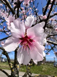Eine blühende Mandelblüte in sanften Rosa-Tönen. Im Hintergrund sind weitere Blüten und ein blauer Himmel sichtbar.
