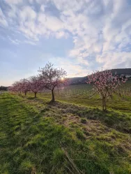 Gimmeldingen zur Mandelblüte