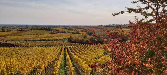 Weinberge im Herbst