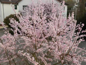Mandelbaum vor dem Haus