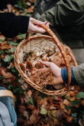 Ein Korb mit frischen Pilzen wird von mehreren Händen gehalten. Der Boden ist mit buntem Laub bedeckt, was auf einen herbstlichen Wald hinweist.