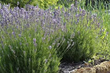 Garten-Impressionen