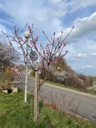 Ein blühender Baum mit pinken Blüten steht an einer Straße. Im Hintergrund sind einige Wolken und grünes Gras zu sehen.