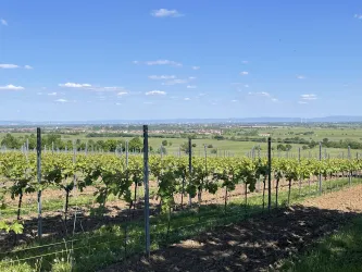 Ein malerischer Weinberg mit Reihen von Rebstöcken unter einem klaren blauen Himmel. Im Hintergrund sind sanfte Hügel und das Grün der Landschaft zu sehen.