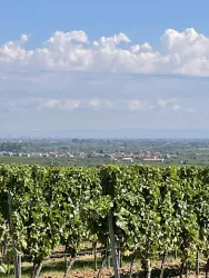 Ein malerischer Weinberg mit grünen Reben und einem weiten Ausblick auf die Landschaft. Der Himmel ist blau mit vereinzelten Wolken.