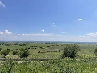 Eine weitläufige Landschaft mit Weinbergen und sanften Hügeln unter einem klaren blauen Himmel. Die Natur ist grün und üppig, ideal für Weinbau.
